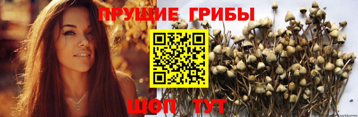Псилоцибиновые грибы Psilocybine cubensis Ирбит